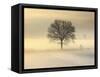 Po Valley, Piedmont, Italy. Piedmont countryside in winter in a cold and foggy morning.-ClickAlps-Framed Stretched Canvas