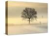 Po Valley, Piedmont, Italy. Piedmont countryside in winter in a cold and foggy morning.-ClickAlps-Stretched Canvas