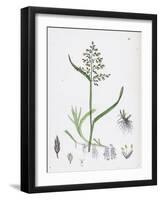 Poa Annua Annual Meadow-Grass-null-Framed Giclee Print