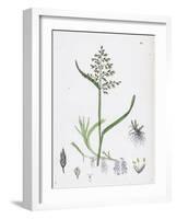 Poa Annua Annual Meadow-Grass-null-Framed Giclee Print