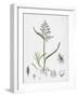 Poa Annua Annual Meadow-Grass-null-Framed Giclee Print