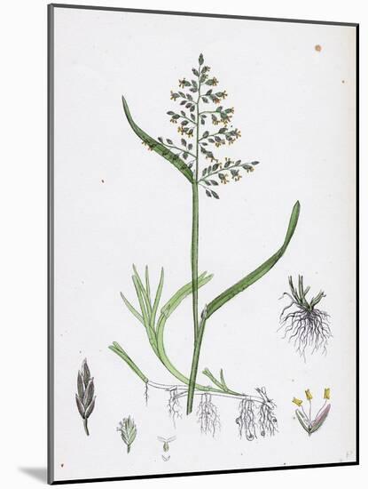 Poa Annua Annual Meadow-Grass-null-Mounted Giclee Print