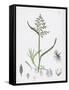 Poa Annua Annual Meadow-Grass-null-Framed Stretched Canvas