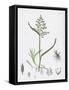 Poa Annua Annual Meadow-Grass-null-Framed Stretched Canvas