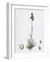 Poa Bulbosa Bulbous Meadow-Grass-null-Framed Giclee Print