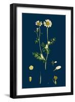 Poa Eu-Laxa; Wavy Meadow-Grass-null-Framed Giclee Print