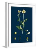 Poa Eu-Laxa; Wavy Meadow-Grass-null-Framed Giclee Print