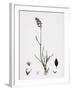 Poa Eu-Laxa Wavy Meadow-Grass-null-Framed Giclee Print