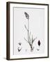 Poa Eu-Laxa Wavy Meadow-Grass-null-Framed Giclee Print