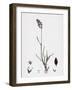 Poa Eu-Laxa Wavy Meadow-Grass-null-Framed Giclee Print