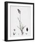 Poa Eu-Laxa Wavy Meadow-Grass-null-Framed Giclee Print