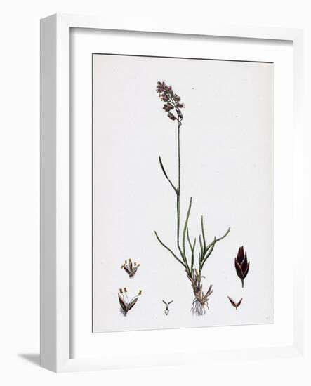 Poa Eu-Laxa Wavy Meadow-Grass-null-Framed Giclee Print