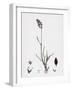 Poa Eu-Laxa Wavy Meadow-Grass-null-Framed Giclee Print