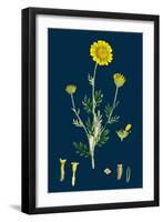 Poa Stricta; Straight-Stemmed Meadow-Grass-null-Framed Giclee Print