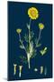 Poa Stricta; Straight-Stemmed Meadow-Grass-null-Mounted Giclee Print