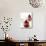 Poached Pears in Red Wine-Debi Treloar-Stretched Canvas displayed on a wall