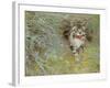 Poaching Cat, 1910-Jean Bloé Niestle-Framed Giclee Print