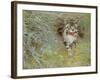 Poaching Cat, 1910-Jean Bloé Niestle-Framed Giclee Print