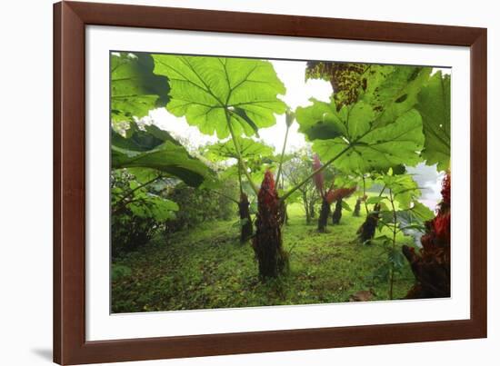 Poas Volcano National Park.-Stefano Amantini-Framed Photographic Print