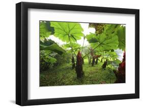 Poas Volcano National Park.-Stefano Amantini-Framed Photographic Print