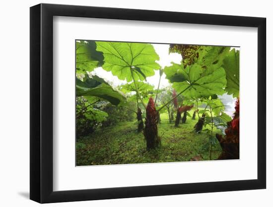 Poas Volcano National Park.-Stefano Amantini-Framed Photographic Print