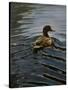 Pochard 1-Michael Jackson-Stretched Canvas