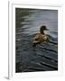 Pochard 1-Michael Jackson-Framed Giclee Print