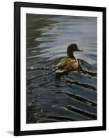 Pochard 1-Michael Jackson-Framed Giclee Print