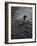 Pochard 1-Michael Jackson-Framed Giclee Print