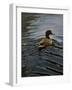 Pochard 1-Michael Jackson-Framed Giclee Print