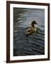 Pochard 1-Michael Jackson-Framed Giclee Print