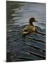 Pochard 1-Michael Jackson-Mounted Giclee Print