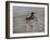 Pochard 2-Michael Jackson-Framed Giclee Print