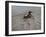 Pochard 2-Michael Jackson-Framed Giclee Print