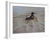 Pochard 2-Michael Jackson-Framed Giclee Print