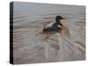 Pochard 2-Michael Jackson-Stretched Canvas