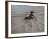 Pochard 2-Michael Jackson-Framed Giclee Print