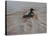 Pochard 2-Michael Jackson-Stretched Canvas