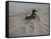 Pochard 2-Michael Jackson-Framed Stretched Canvas