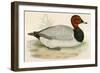 Pochard-Beverley R. Morris-Framed Giclee Print