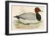 Pochard-Beverley R. Morris-Framed Giclee Print