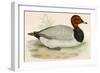 Pochard-Beverley R. Morris-Framed Giclee Print