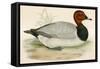 Pochard-Beverley R. Morris-Framed Stretched Canvas