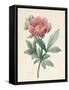 Poconia Mascula, Herbacious, 1826-Louise D'Orleans-Framed Stretched Canvas