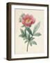 Poconia Mascula, Herbacious, 1826-Louise D'Orleans-Framed Giclee Print