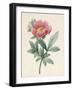 Poconia Mascula, Herbacious, 1826-Louise D'Orleans-Framed Giclee Print