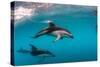 Pod of Dusky Dolphins Off of Kaikoura, New Zealand-James White-Stretched Canvas