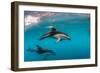 Pod of Dusky Dolphins Off of Kaikoura, New Zealand-James White-Framed Photographic Print