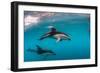 Pod of Dusky Dolphins Off of Kaikoura, New Zealand-James White-Framed Photographic Print