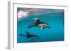 Pod of Dusky Dolphins Off of Kaikoura, New Zealand-James White-Framed Photographic Print